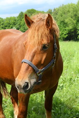 Obraz premium brown horse