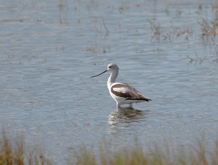 Avocet Wading in the Marsh