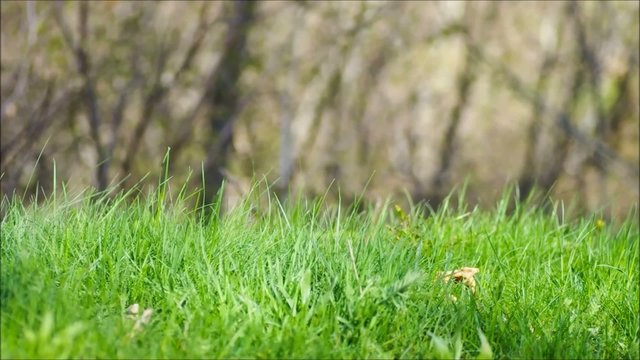 Grass background_Spring or summer.