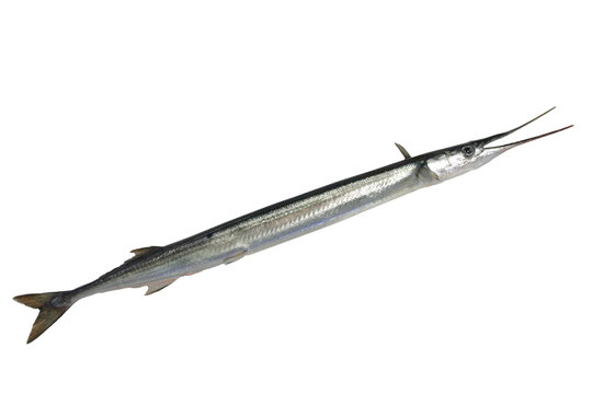 long garfish