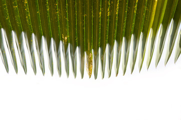 Sugar palm leaf
