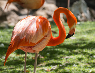 Reticent Flamingo