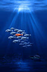 Fototapeta premium fish swarm - individual protected by the mass concept