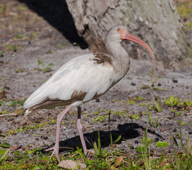 A Young White Ibis Gazing Upward