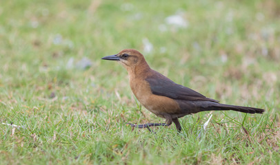Lady Grackle on a Walk