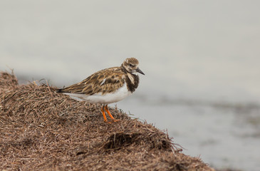 Ruddy Turnstone by the Waters Edge