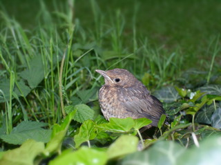 young blackbird