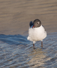 The Laughing Gull Test the Water