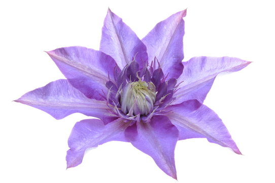 Fototapeta Clematis purple flower isolated on white background