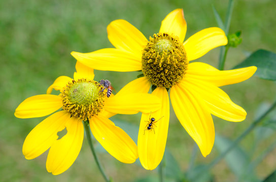 Yellow Flower With Ant And Bee