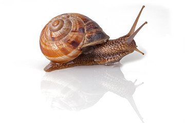 Garden snail escapes. White background