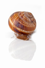 Garden snail escapes. White background