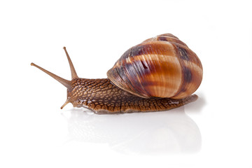 Garden snail escapes. White background