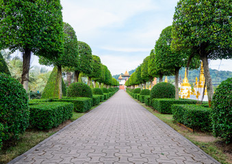 Road in the garden