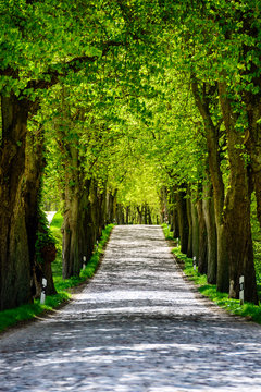 Baumallee Landstraße im Sommer