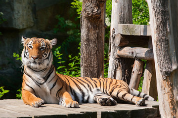 Fototapeta na wymiar Tiger odpoczynku na pokładzie rozbioru