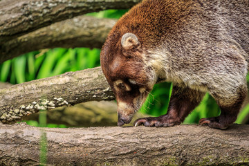 Coati
