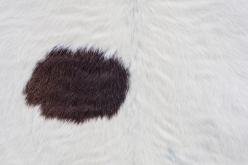 cow skin