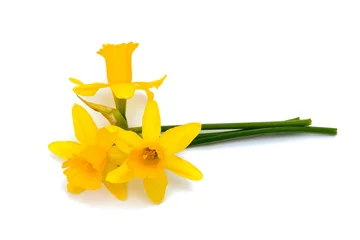 Fotobehang Narcis narcis bloemen