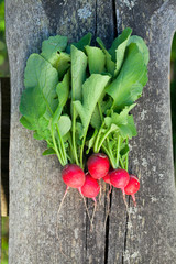 fresh radishes on wooden table