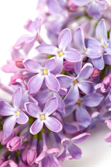 lilac isolated on white