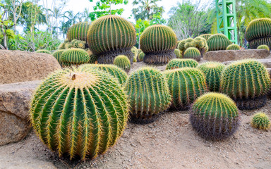 Spherical cactus in the park