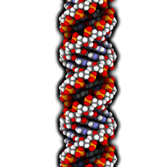DNA (A-DNA conformation) structure