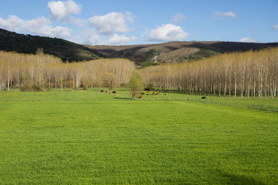 Vacas pastando en prado verde