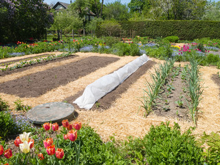 Vegetable Garden with straw mulch