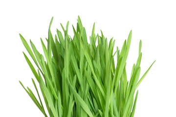 Fresh green wheatgrass