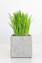 Wheatgrass growing in concrete pot
