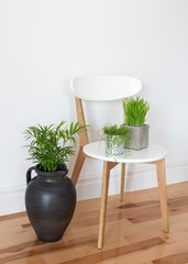 Elegant chair with green plants