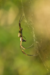 Araña en su tela de araña, fondo natural, exterior, insecto.