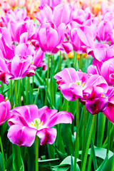 Obraz premium Beautiful spring flowers. Tulips