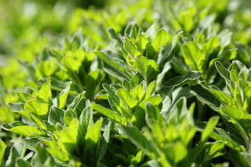 bright green