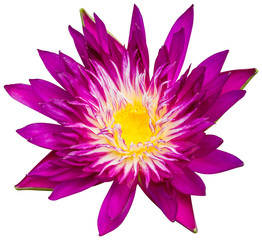 Water lily or lotus flower