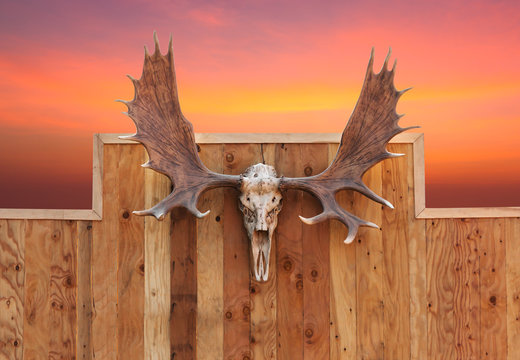 Skull Moose Hung On Wall