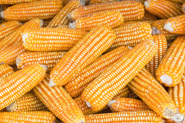 Fototapeta na wymiar Yellow dried corns