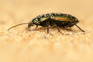 Poecilus versicolor