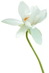 Papier Peint photo autocollant fleur de lotus lotus blanc sur fond blanc
