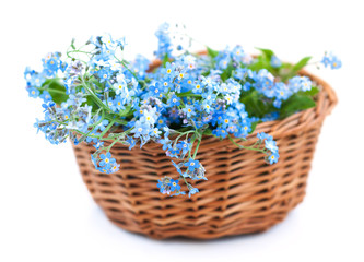 Bunch of forget-me-nots flowers