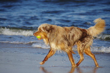chien jouant sur la plage