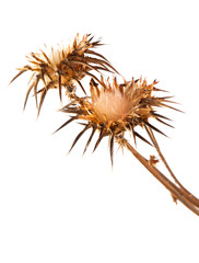 dry flowerhead of Silybum marianum