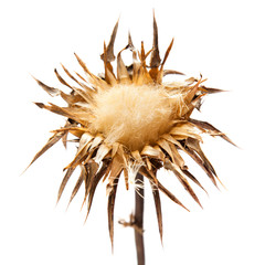 dry flowerhead of Silybum marianum