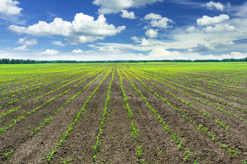 Fototapeta na wymiar Corn field