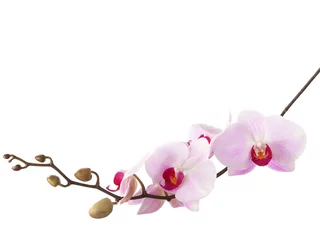 Papier Peint photo Orchidée orchidée rose clair isolée sur blanc