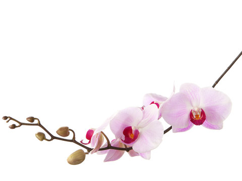 Fototapeta light pink orchid isolated on white