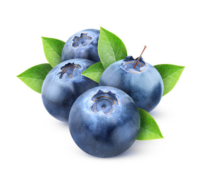 isolated blueberries. Four fresh blueberry fruits with leaves isolated on white background