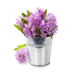 Beautiful Hyacinths