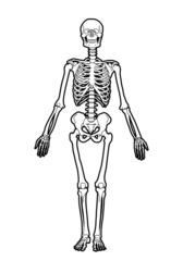 human skeleton - 52529327